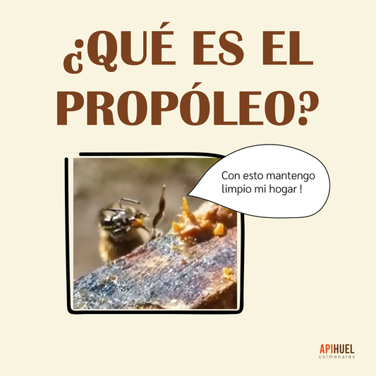 ¿Qué es el propóleo y para qué sirve?