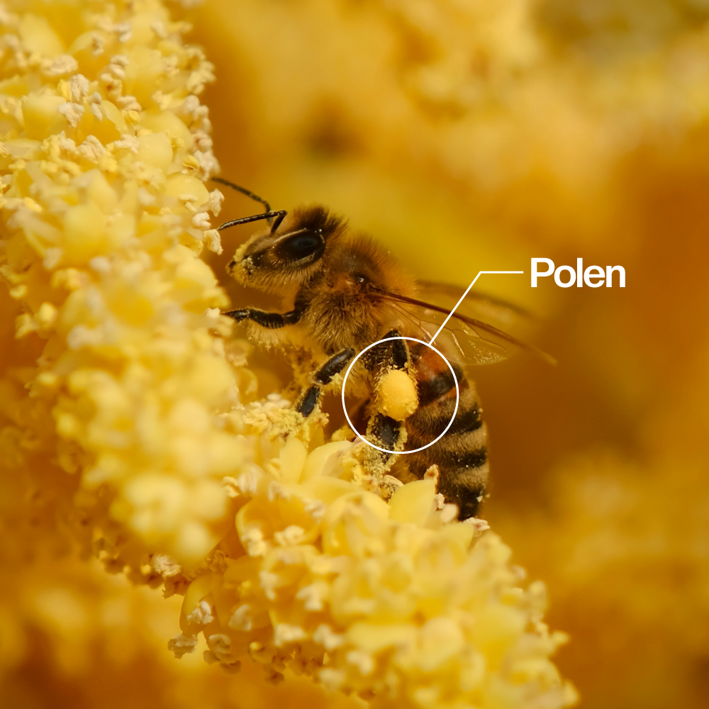 Polen Energizante Natural