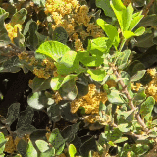 Miel Monofloral de Litre 515grs