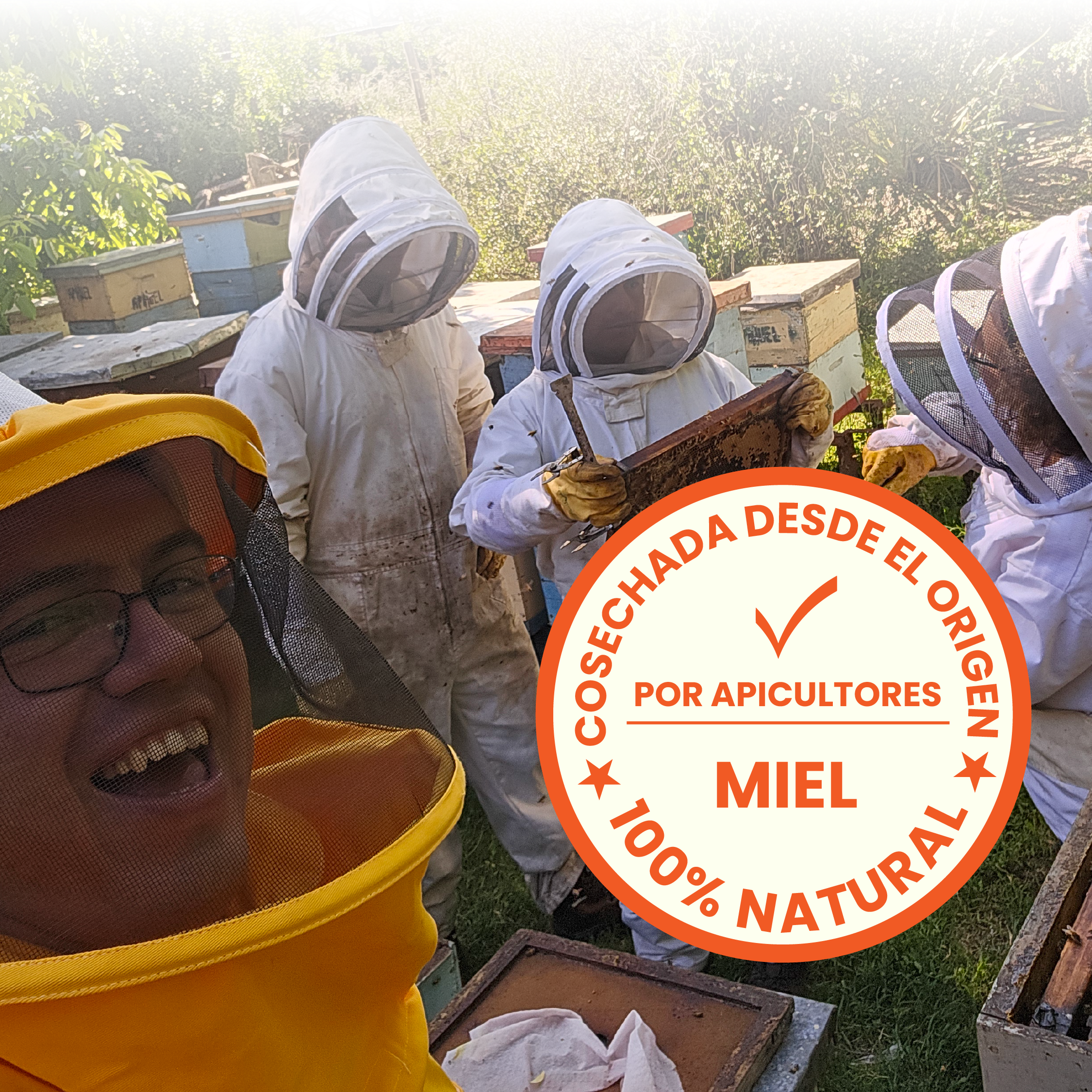 Big Pack 6 Mieles Multiflora Valle del Maipo 515grs c/u