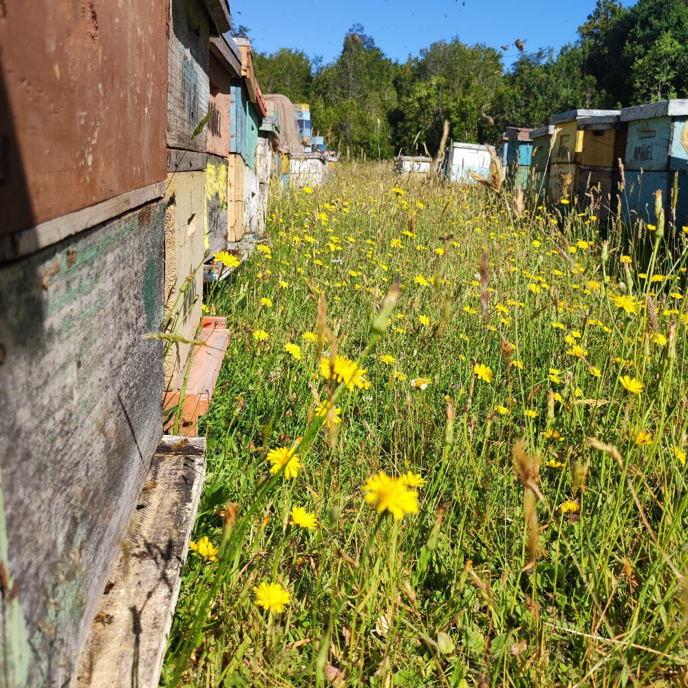 Caja 25 frascos Miel Multiflora Región de Los Lagos 515grs precio especial para Mayoristas